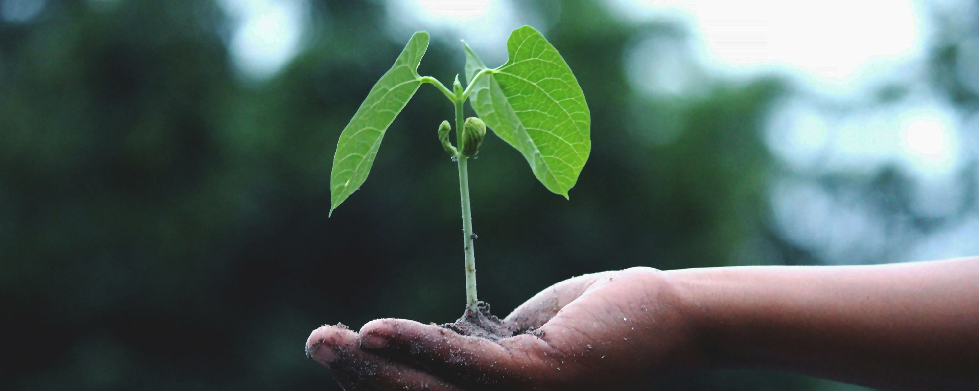 ISO 14001:2015