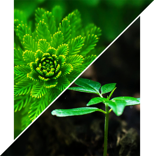 ISO 14001:2015 Certification